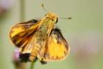 Firey Skipper Butterfly