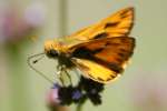 Firey Skipper Butterfly