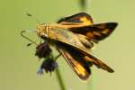 Firey Skipper Butterfly