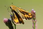 Firey Skipper Butterfly