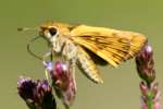 Firey Skipper Butterfly