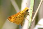 Firey Skipper Butterfly