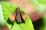 Clouded Skipper Butterfly