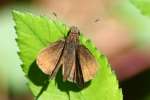 Clouded Skipper Butterfly