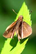 Clouded Skipper Butterfly