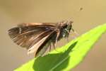 Clouded Skipper Butterfly