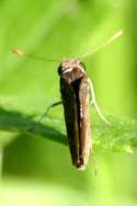 Eufala Skipper Butterfly