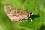 Eufala Skipper Butterfly