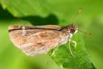 Eufala Skipper Butterfly