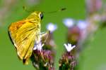 Southern Broken-Dash Skipper Butterfly 