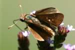 Dun Skipper Butterfly