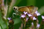 Dun Skipper Butterfly