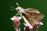 Dun Skipper Butterfly