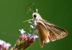 Dun Skipper Butterfly