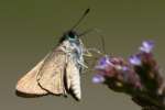 Dun Skipper Butterfly