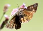 Juvenals Duskywing Butterfly