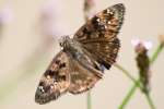 Juvenals Duskywing Butterfly