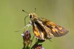 Firey Skipper Butterfly