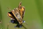 Firey Skipper Butterfly