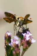 Firey Skipper Butterfly