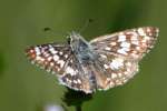 Common/White Checkered Skipper Butterfly