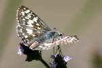 Common/White Checkered Skipper Butterfly