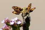 Firey Skipper Butterfly