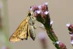 Firey Skipper Butterfly