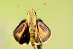 Southern Broken-Dash Skipper Butterfly 