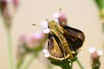 Southern Broken-Dash Skipper Butterfly 