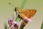 Southern Broken-Dash Skipper Butterfly 