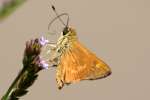 Southern Broken-Dash Skipper Butterfly 