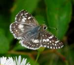 Common/White Checkered-Skipper Butterfly