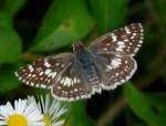 Common/White Checkered-Skipper Butterfly