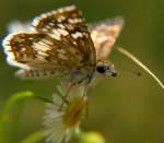 Common/White Checkered-Skipper Butterfly