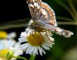 Common/White Checkered-Skipper Butterfly