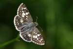 Common/White Checkered Skipper Butterfly