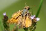 Firey Skipper Butterfly