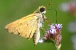 Firey Skipper Butterfly