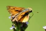 Firey Skipper Butterfly