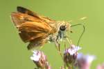 Southern Broken-Dash Skipper Butterfly 