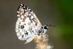 Tropical Checkered-Skipper Butterfly 