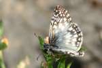 Tropical Checkered-Skipper Butterfly 