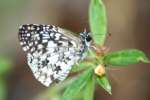 Tropical Checkered-Skipper Butterfly 