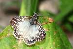 Tropical Checkered-Skipper Butterfly 