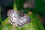 Tropical Checkered-Skipper Butterfly 