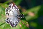 Tropical Checkered-Skipper Butterfly 