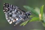 Tropical Checkered-Skipper Butterfly 