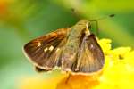 Firey Skipper Butterfly