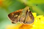 Firey Skipper Butterfly